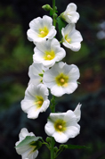 bloom